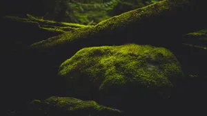 高清苔藓图片大全大图_10