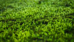 高清苔藓图片大全大图_11