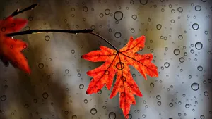 秋天的红叶图片_2