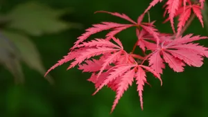 秋天的红叶图片_4
