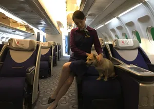 陈乔恩空姐制服美腿迷人写真图片