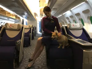 陈乔恩空姐制服美腿迷人写真图片