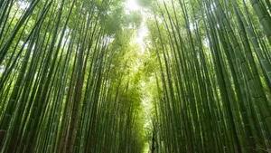 绿色竹林图片风景
