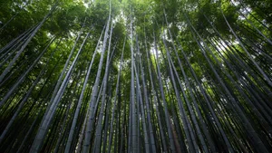绿色竹林图片风景_2