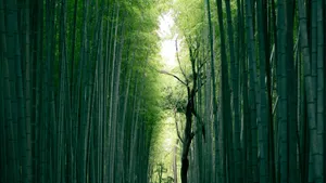 绿色竹林图片风景_3