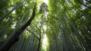 绿色竹林图片风景_4