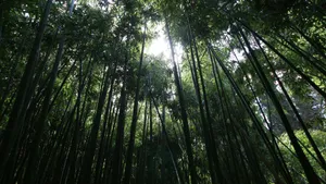 绿色竹林图片风景_5