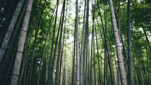 绿色竹林图片风景_6