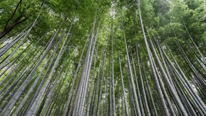 绿色竹林图片风景_7