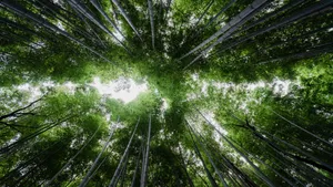 绿色竹林图片风景_8