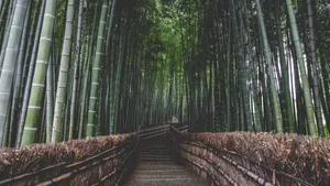 绿色竹林图片风景_9