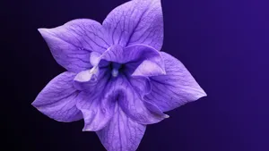 唯美桔梗花图片花语_5