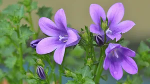 唯美桔梗花图片花语_7