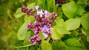 盛开的四季丁香花图片_2