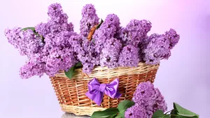 盛开的四季丁香花图片_3