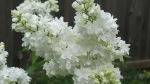盛开的四季丁香花图片_4