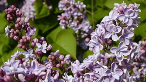盛开的四季丁香花图片_5