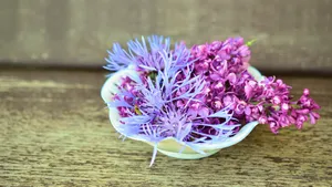 盛开的四季丁香花图片_6