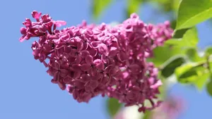 盛开的四季丁香花图片_7