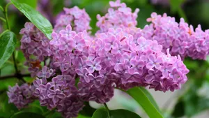 盛开的四季丁香花图片_8
