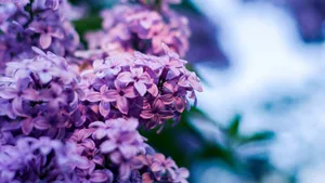 盛开的四季丁香花图片_9