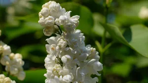 盛开的四季丁香花图片_10