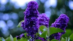 盛开的四季丁香花图片_11