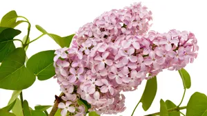 盛开的四季丁香花图片_12