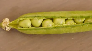高清绿色豌豆图片_4