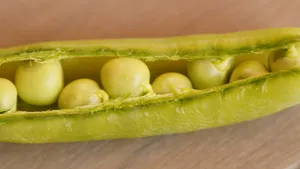 高清绿色豌豆图片_5