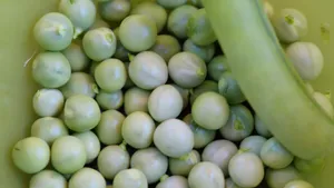 高清绿色豌豆图片_6