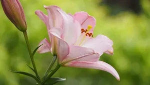 高清百合花图片品种大全