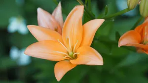 高清百合花图片品种大全_11