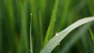 绿色植物叶子上的露珠图片_3
