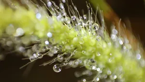 绿色植物叶子上的露珠图片_4