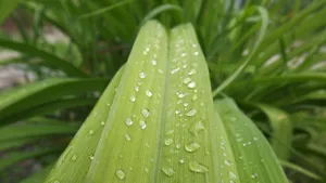绿色植物叶子上的露珠图片_5