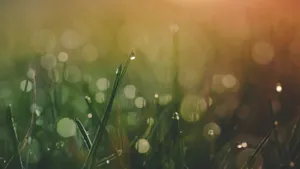 绿色植物叶子上的露珠图片_6