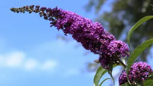 各种各校的丁香花图片_2