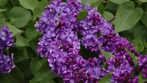 各种各校的丁香花图片_3