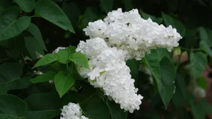 各种各校的丁香花图片_5