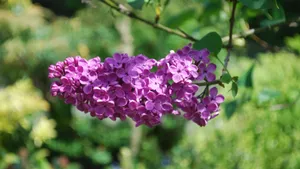 各种各校的丁香花图片_8