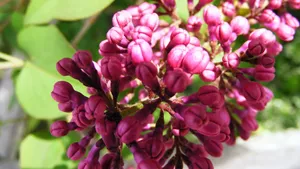 各种各校的丁香花图片_9