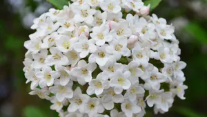 各种各校的丁香花图片_10