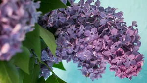 各种各校的丁香花图片_11
