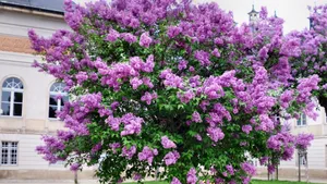 各种各校的丁香花图片_13