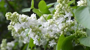 各种各校的丁香花图片_14