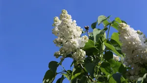 各种各校的丁香花图片_15