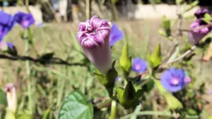 各种颜色的牵牛花图片_2