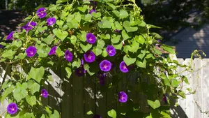 各种颜色的牵牛花图片_5