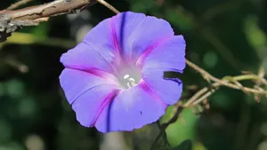 各种颜色的牵牛花图片_7